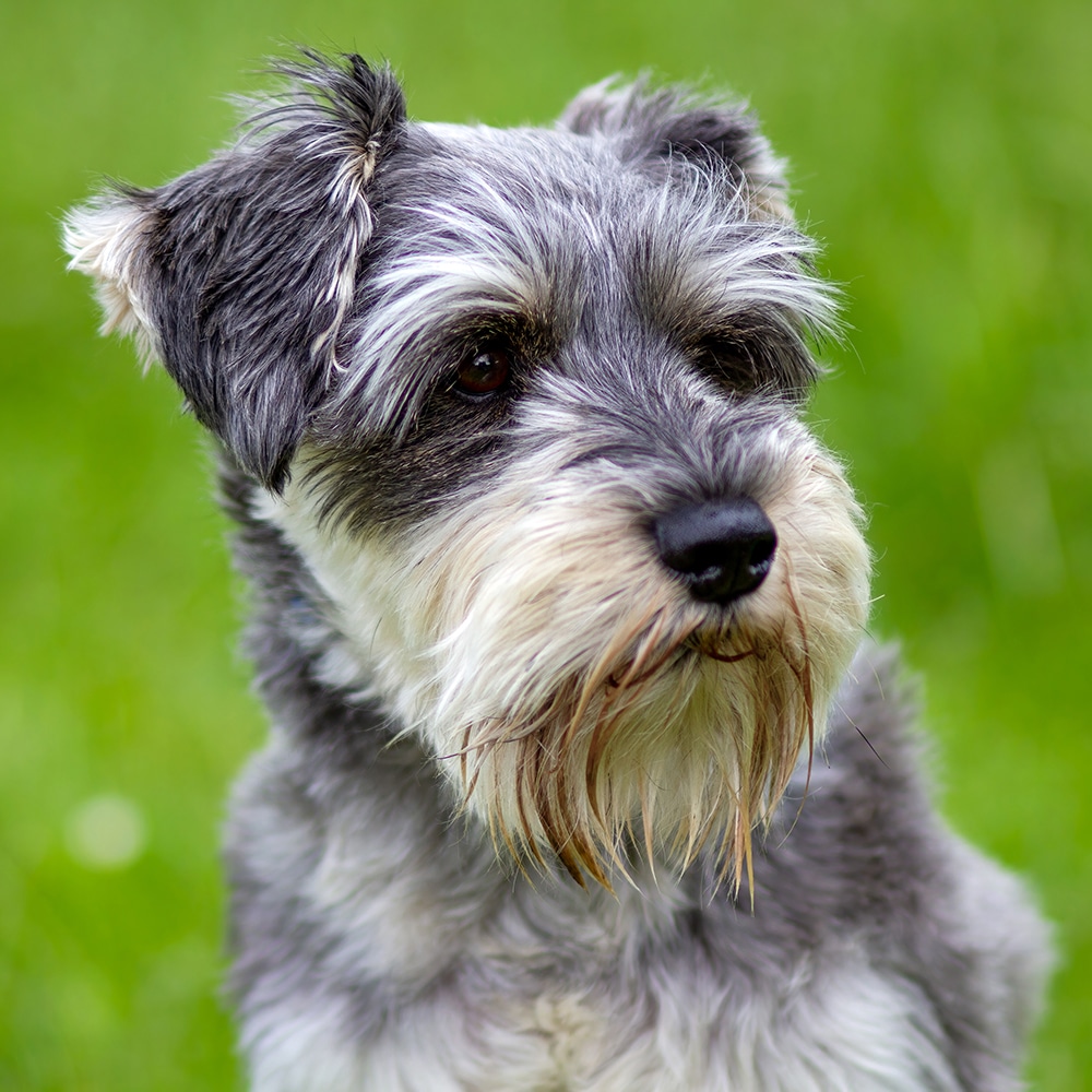 Miniature Schnauzer