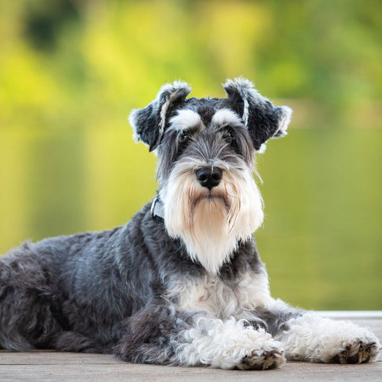 Miniature Schnauzer